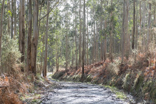 Forest of Tasmanian Blue Gum