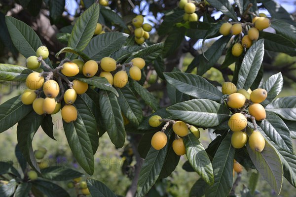 Loquat or Japanese Medlar (Eriobotrya japonica)