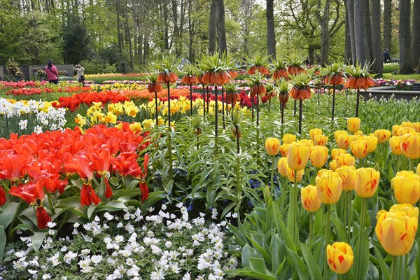 Bulb plants in the Keukenhof