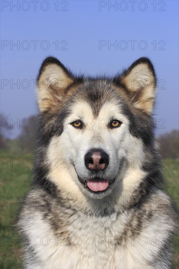 Alaskan Malamute