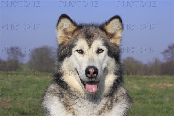 Alaskan Malamute