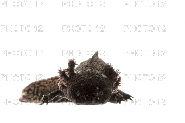 Axolotl (Ambystoma mexicanum)