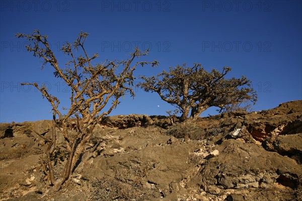 Frankincense Tree (Boswellia sacra)