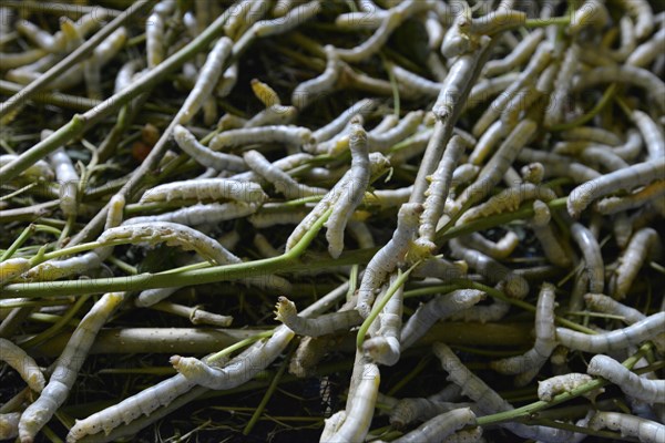 Silkworms (Bombyx mori) feeding on mulberry leaves