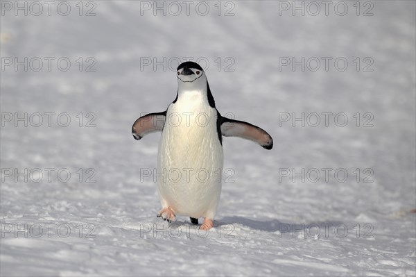 Chinstrap Penguin (Pygoscelis antarctica)