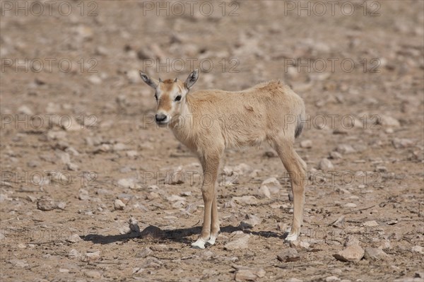 Arabian Oryx (Oryx leucoryx)