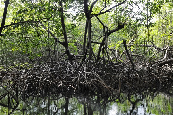 Mangroves near Isla Pedro Pelada