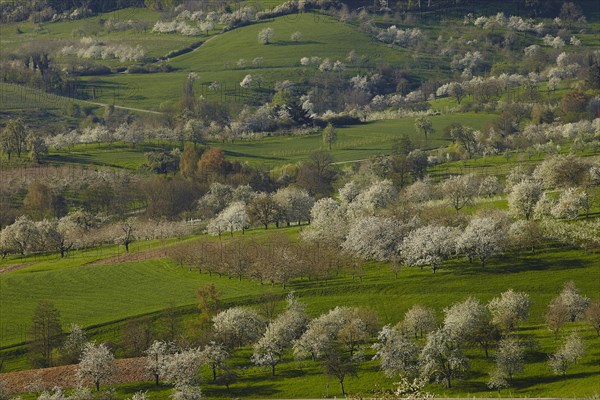 Blooming cherry trees in Eggener Valley