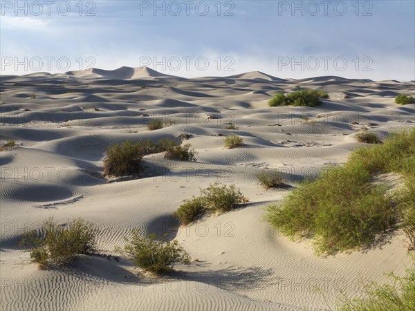 Scattered young Honey Mesquite trees (Prosopis glandulosa torreyana) on the Mesquite Flat Sand Dunes in the early morning