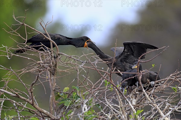 Double-crested Cormorant (Phalacrocorax auritus) feeding young