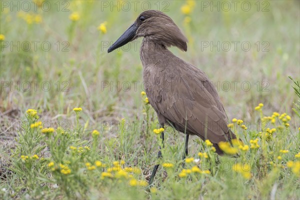 Hamerkop (Scopus umbretta)