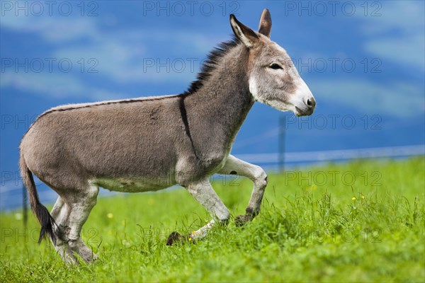 Donkey