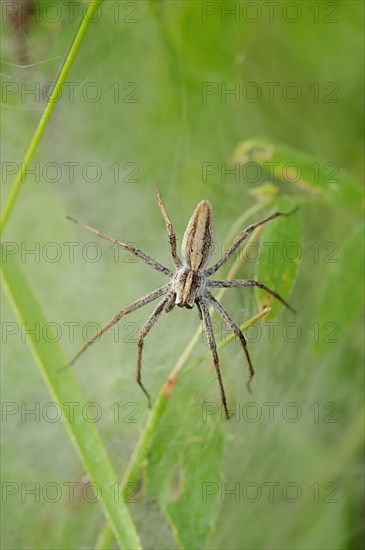 Nursery Web Spider (Pisaura mirabilis)