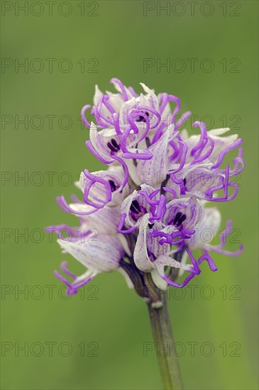 Monkey orchid (Orchis simia)