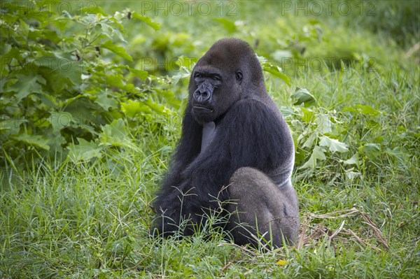 Western Lowland Gorilla (Gorilla gorilla gorilla) in reintroduction enclosure