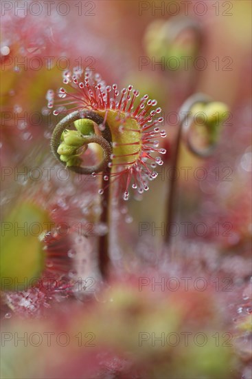 Sundew (Drosera rotundifolia)