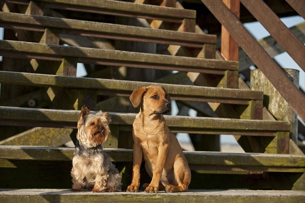 A Yorkshire Terrier and a mixed breed puppy sitting on a wooden staircase