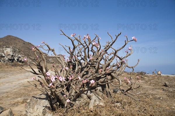 Desert Rose (Adenium obesum)