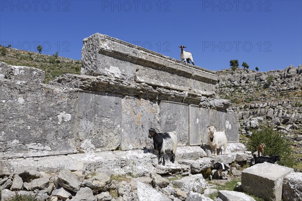 Goats standing on the ruins of the ancient city of Selge