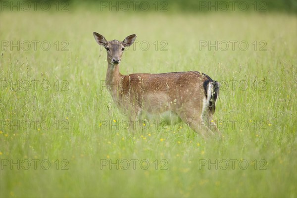 Fallow deer (Dama dama)