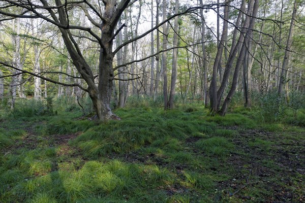 Unspoilt Darsswald forest