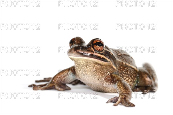 Green and Golden Bell Frog (Litoria aurea)