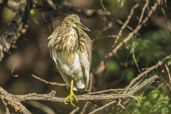 Black-crowned Night Heron (Nycticorax nycticorax)