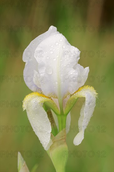 Medium Tall Bearded Iris (Iris barbata-media hybride)