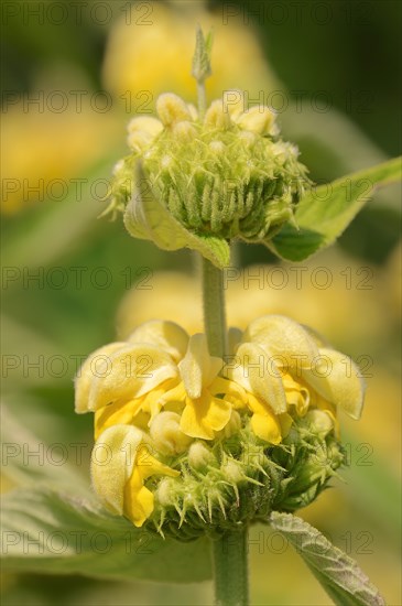 Jerusalem sage (Phlomis liana)