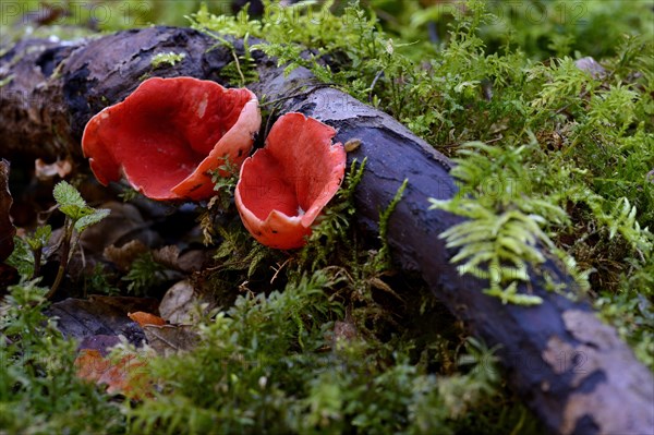 Scarlet Elf Cup