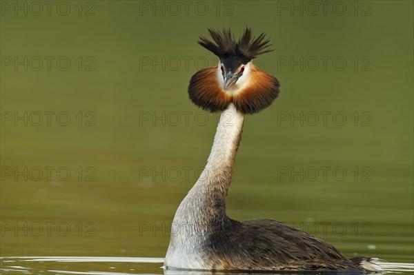 Great Crested Grebe (Podiceps cristatus)