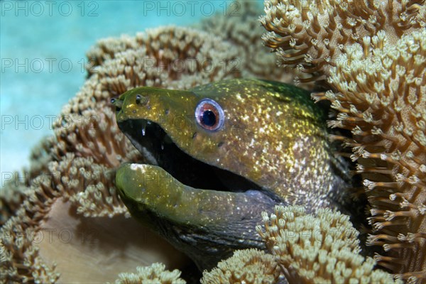 Yellow-Edged Moray (Gymnothorax flavimarginatus)