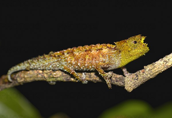 Chameleon (Calumma marojezense)