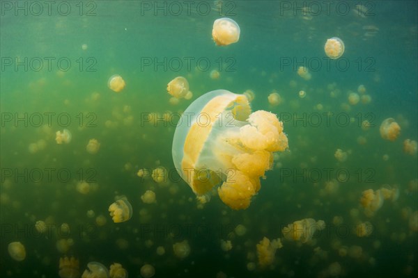 Golden Medusas or Papuan Jellyfish (Papua Mastigias)