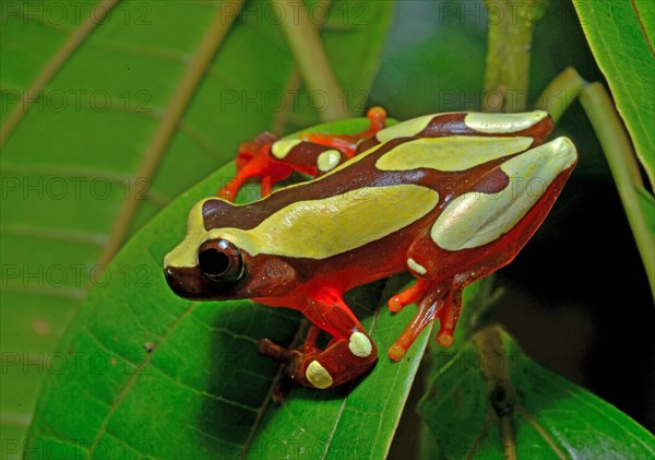 White-leaf frog (Dendropsophus leucophyllatus)