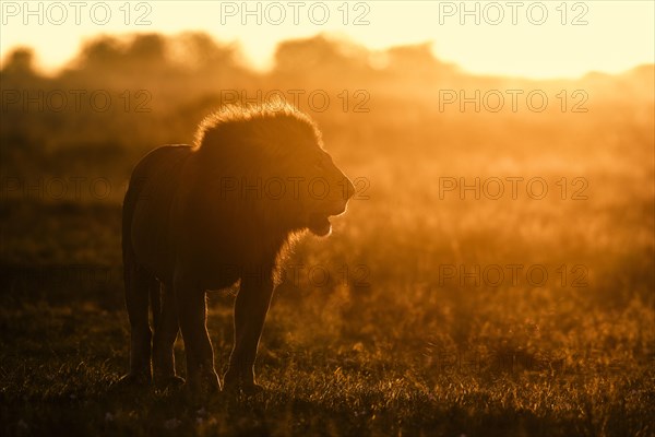 African lion (Panthera leo)