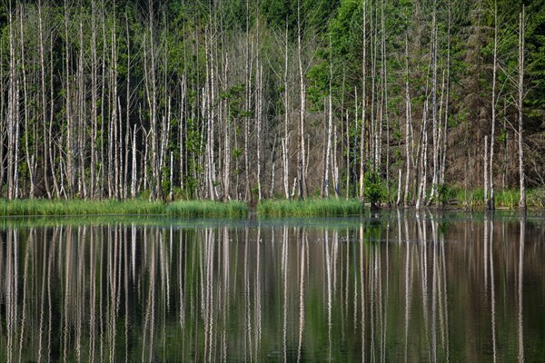 Birch trees reflected in an unnamed lake