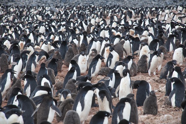 Adelie Penguins (Pygoscelis adeliae)