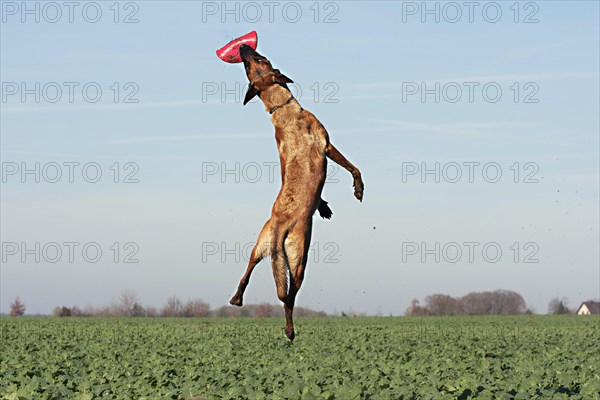 Malinois catching a frisbee