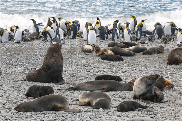 Antarctic Fur Seals (Arctocephalus gazella)