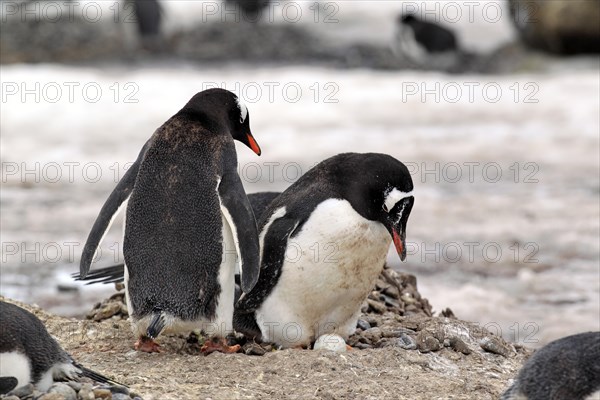 Gentoo Penguins (Pygoscelis papua)