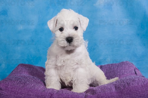 White Miniature Schnauzer