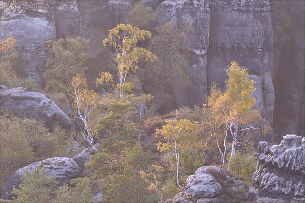 Rocks and birches in the Elbe Sandstone Mountains in the morning mist in autumn