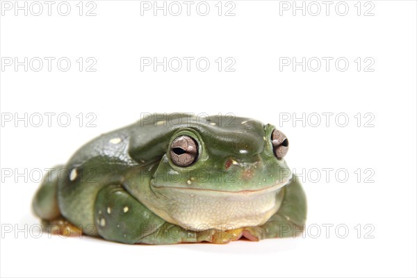 Australian Green Tree Frog (Litoria caerulea)