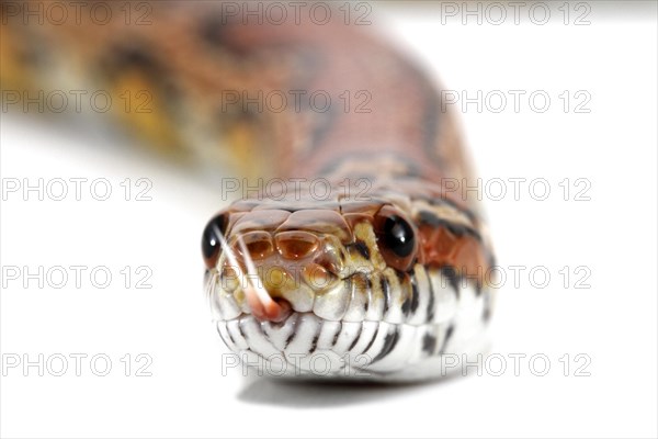 Red Cornsnake (Pantherophis guttatus)