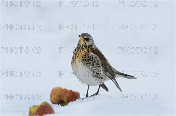 Fieldfare (Turdus pilaris) feeding on fallen apples in snow in winter