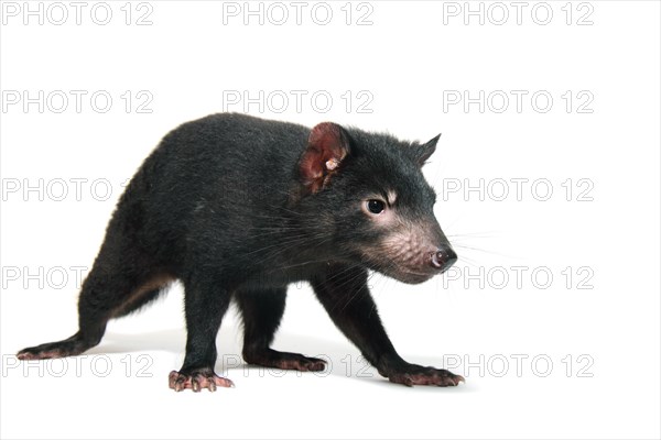 Tasmanian Devil (Sarcophilus harrisii)