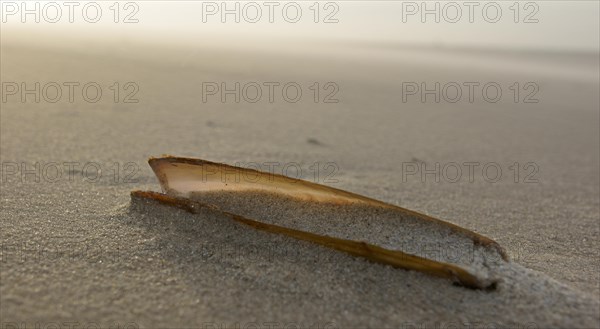 Shell of a Sword Razor Clam (Ensis ensis)