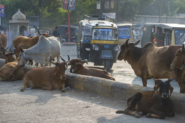 Cattle on the street