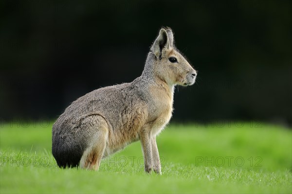 Patagonian Cavy or Patagonian Mara (Dolichotis patagonum)